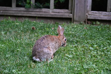 gray hare in the bushes,