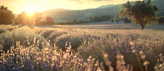 Wall Mural - Golden Hour in the Lavender Field