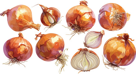 Canvas Print - onion watercolor clipart