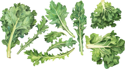 Canvas Print - kale watercolor clipart