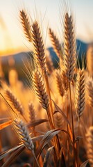 Wall Mural - ears of wheat on the field