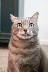 portrait of a gray tabby cat looking directly at the camera, tongue sticking out, green eyes