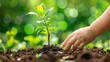 © kitipol - A child's hand carefully planting a small tree, with a bright green bokeh background highlighting the joy of gardening and environmental care