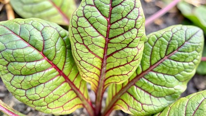 Sorrel (Rumex acetosa). Cauline Leaf Closeup