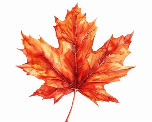 a maple leaf clipart, botanical element, handdrawn sketch, fiery red, isolated on white background