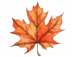 a maple leaf clipart, botanical element, handdrawn sketch, fiery red, isolated on white background