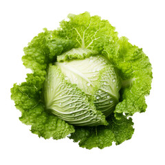 Wall Mural - A close-up view of a fresh, green cabbage head with visible water droplets on its leaves. The cabbage is isolated against a white background