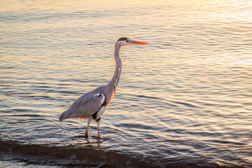 Canvas Print - A heron hunting in the sea. Grey heron on the hunt