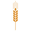 © Halalcreatives - Ear of wheat icon, wheat, barley, rye or rice grain icon vector in flat trendy style illustration isolated on white background.