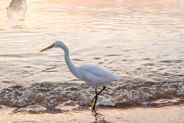 Canvas Print - Great egret (Ardea alba), a medium-sized white heron fishing on the sea beach