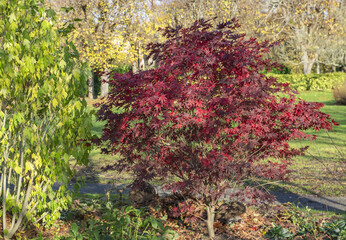 red leaf of a japanese maple tree next to green bush in a park