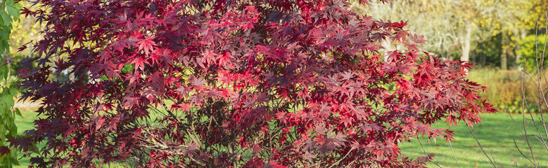 Wall Mural - closeup on beautiful red leaf of a japanese maple tree next in a park
