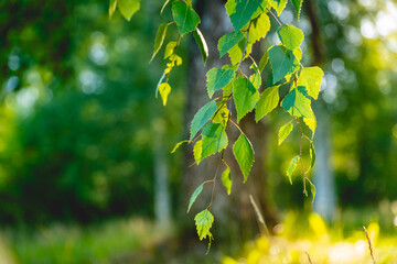 Wall Mural - green birch leaves branches. bokeh background. Nature spring background.