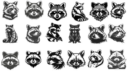 Wall Mural - Exploring Wildlife through Raccoon Vector Art