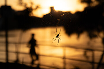 Silhouette of a spider on its web during sunset on boardwalk
