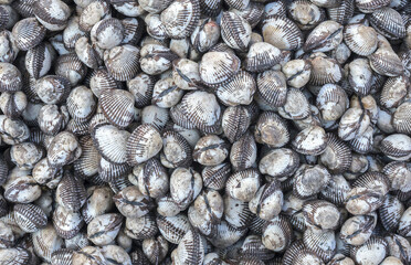 Poster - Close-up and top angle view of stacked cockles with hair and shells for sale at a fish market, South Korea
