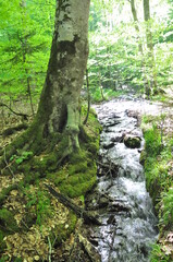 Wall Mural - Water stream flowing into the forest in Yedi Goller (Seven Lakes) National Park, Bolu, Turkey