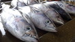 © AFTAR - Fresh Seafood Market in Papua New Guinea