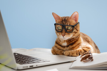 Wall Mural - A business cat with glasses works at the computer.