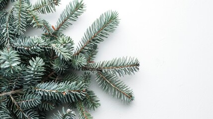 Poster - Close up of green spruce branches on white backdrop with space for text