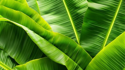 Aufkleber - Banana leaves are leaves produced from the banana plant These leaves are claimed to be able to have a cooling effect on burns treat abrasions and cuts : Generative AI