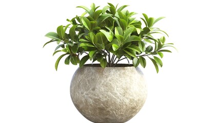 Plant in pot Green plant isolated on white background PNG file with transparent background also available Cutout foliage in a stone plant pot : Generative AI