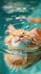 Canvas Print - a cat in the water