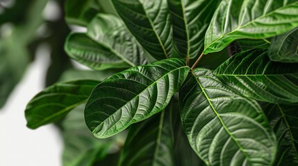 Poster - closeup of fresh green leafy guava plant isolated on transparent background png : Generative AI