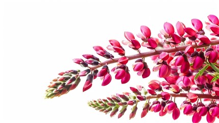 Red lupine flower isolated on white background Bunch of colorful lupines spring flower : Generative AI