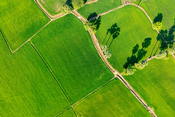 Wall Mural - Aerial view of lush green rice field with small winding canal. Sustainable agriculture landscape. Sustainable rice farming. Rice cultivation. Green landscape. Organic farming. Sustainable land use.