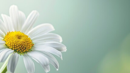 Poster - Macro shot of a white and yellow daisy showcasing intricate detail against a soft green backdrop : Generative AI