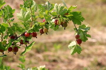 Ripe gooseberries in the garden on the bush during summer. Gooseberry harvest. blurred foliage background 