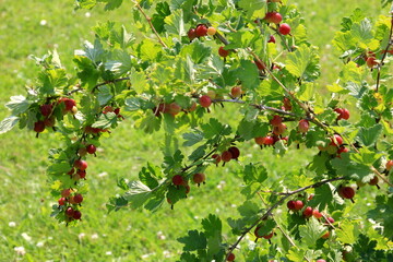 Ripe gooseberries in the garden on the bush during summer. Gooseberry harvest. blurred foliage background 