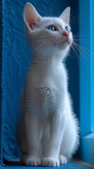 Wall Mural - Adorable White Kitten with Blue Eyes Against Blue Background.