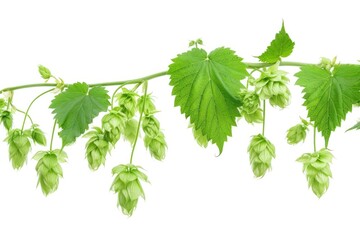 Poster - A cluster of young hop sprouts on a white background