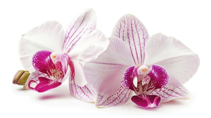 Wall Mural - bright two white pink orchid isolated on white background