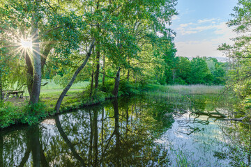 Wall Mural - Beautiful calm pond water reflection yellow green leaves blooming on lake shore. Perfect spring summer scene. Tranquil nature morning meadow near river. Pastel colors forest foliage. Beauty outdoors