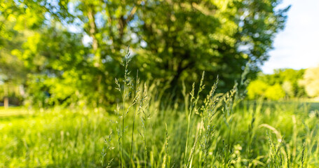 Poster - Idyllic wild grass in forest at sunset. Macro image, shallow depth of field. Abstract summer nature panoramic background. Vintage filter. Tranquil spring summer nature closeup artistic forest blur