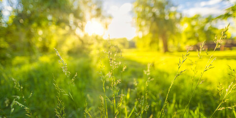 Wall Mural - Idyllic wild grass in forest at sunset. Macro image, shallow depth of field. Abstract summer nature panoramic background. Vintage filter. Tranquil spring summer nature closeup artistic forest blur