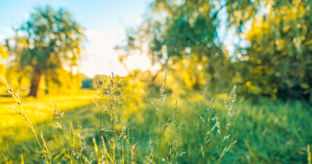 Wall Mural - Idyllic wild grass in forest at sunset. Macro image, shallow depth of field. Abstract summer nature panoramic background. Vintage filter. Tranquil spring summer nature closeup artistic forest blur