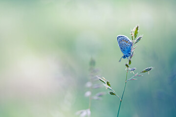 Wall Mural - beautiful nature pattern butterfly sunset grass meadow, peaceful abstract scene. fantastic tranquil 