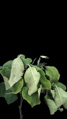 Wall Mural - Time lapse of drying Apple leaves with ALPHA channel, vertical orientation