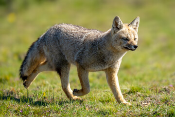 Wall Mural - South American gray fox trots over grass