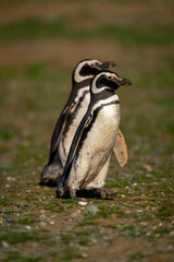 Wall Mural - Two Magellanic penguins crossing grassy slope together