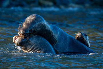 Wall Mural - South American sea lions playing in water