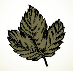 Poster - Large vine leaf. Vector drawing