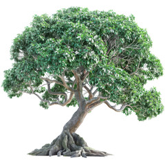 tree isolated on a transparent background