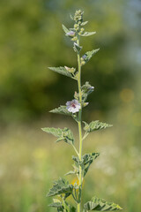 Wall Mural - Althaea officinalis, or marsh-mallow. Place for text.