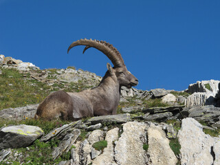 Wall Mural - Relaxed male alpine ibex