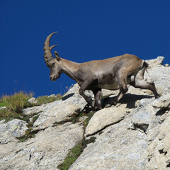 Wall Mural - Alpine ibex walking on a rock